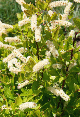 Clethera -- Sweet Pepperbush.