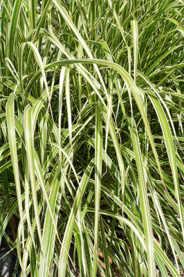 Ribbon grass.