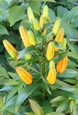 Tiger lily buds.