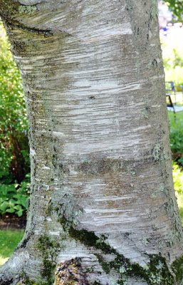 Birch bark (lenticels).