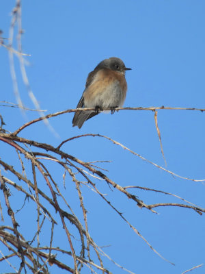 Western Bluebird