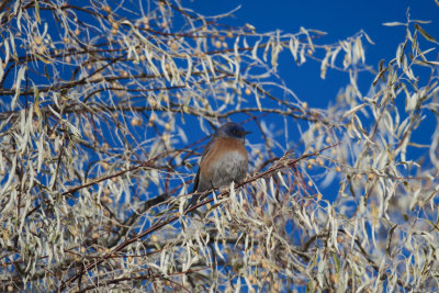 Western Bluebird