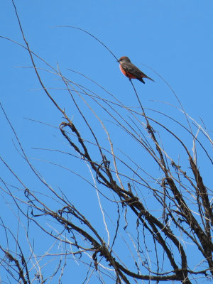 Vermilion Flycatcher