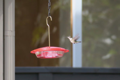 Ruby-throated Hummingbird