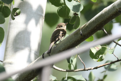 Green Birding