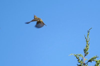 Flycatcher #4