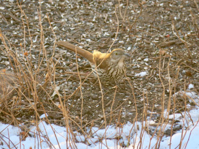 Brown Thrasher