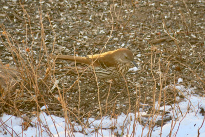 Brown Thrasher