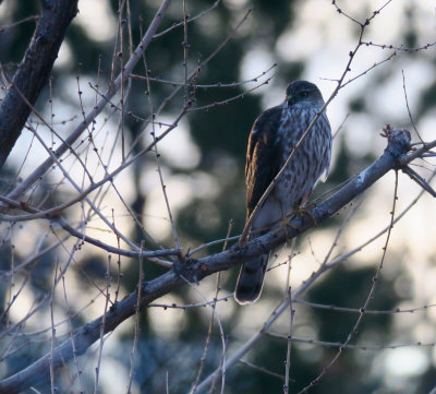 Sharp-shinned Hawk