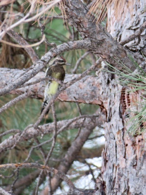 Yellow-bellied Sapsucker