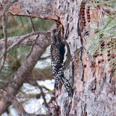 Yellow-bellied Sapsucker