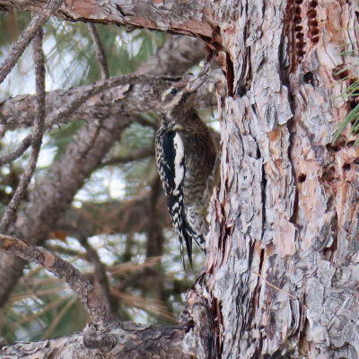 Yellow-bellied Sapsucker