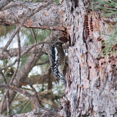 Yellow-bellied Sapsucker