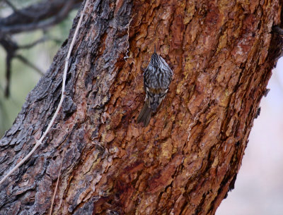 Brown Creeper