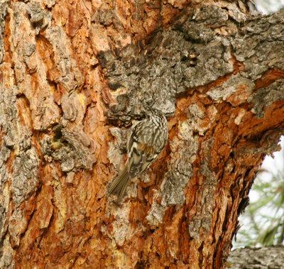 Brown Creeper