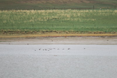 Hudsonian Godwits