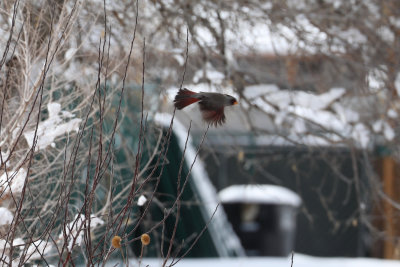 Pyrrhuloxia