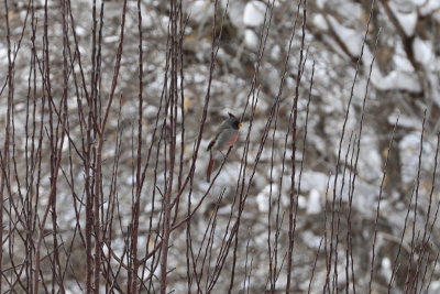 Pyrrhuloxia