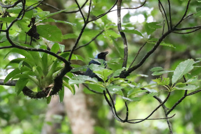 Azure-hooded Jay