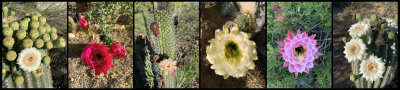 Another Day of Cactus Blooms
