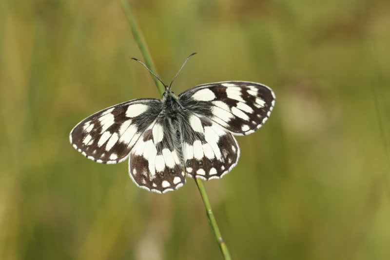 Le Demi-Deuil (Melanargia Galatha) petit papillon de 5cm denvergure vole de juin  aot dans les prairies jusqu 1600m