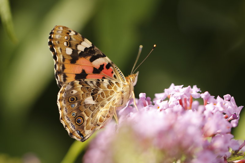 Belle Dame butinant mon buddleia