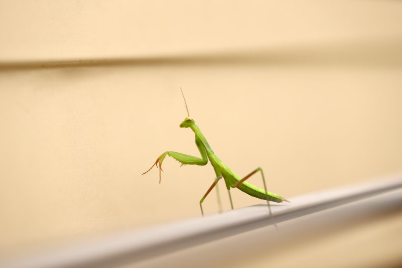 Chanceuse rencontre avec un bb mante dcouvrant ma vranda - Lucky encounter with a baby mantis in my veranda.