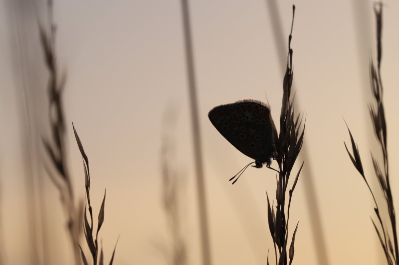 Chinese shadow at dusk