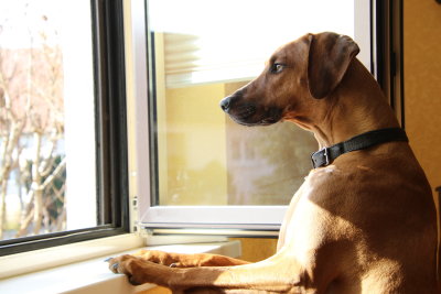 J'attends impatiemment mon maître - I am waiting impatiently for my master