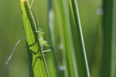 Petite partie de cache-cache avec ce bb sauterelle - This baby grasshopper played hide and seek with me for a few seconds