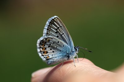 Ce petit azur commun est rest plus de 5mn  papillonner autour de moi et se posait sur mon doigt pour mon plus grand plaisir! 