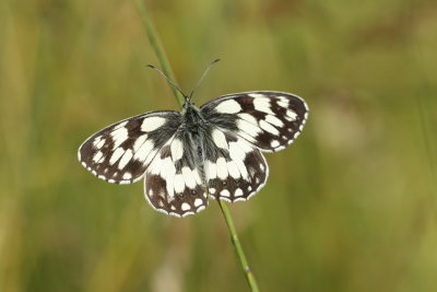 Le Demi-Deuil (Melanargia Galatha) petit papillon de 5cm d'envergure vole de juin  aot dans les prairies jusqu' 1600m