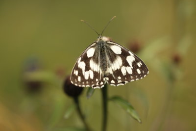 The Melanargia galathea (5cm wingspan) flies from June to August in the plains meadows up  to 2000 m