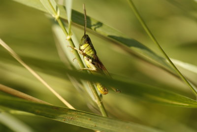 Sauterelles - Grasshoppers