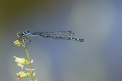Libellules - Dragonflies and Damselflies