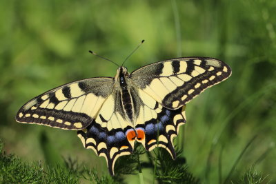 Machaon flatrant dans les Vosges - Swallowtail flying in the Vosges mountains