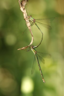 Accouplement de lestes verts