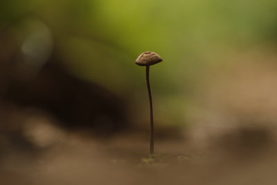 Champignons -  Mushrooms