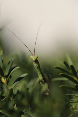 Mantes religieuses - Mantis