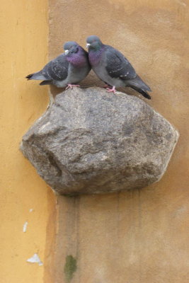 Deux petits pigeons, deux petits pigeons s'aimaient d'amour tendre...  