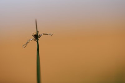 IMG_4961