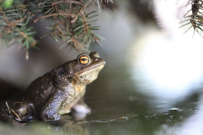 J'ai fini par retrouver mon petit crapaud chanteur bien cach sous les branches d'un  sapin au  bord de notre bassin.