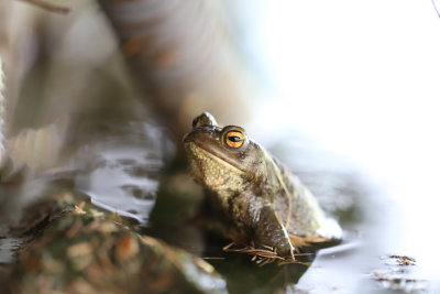 For a few days, I heard the little toad from our pond singing without seeing it