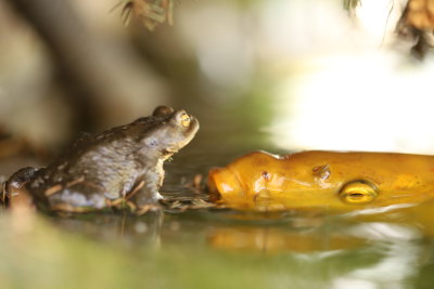 Rencontre fortuite entre Sabato notre petit crapaud et Bbert notre carpe Ko : qu'ont-ils bien pu se raconter ?