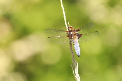 Premire libellule dprime mle sur mon bassin - First dragonfly other my pond