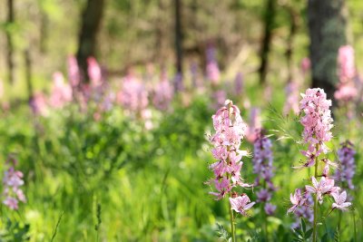 The Fraxinelle (Dictamnus Albus) is a plant of the orchids family growing in the hell woods or dry meadows
