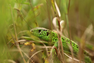 Attire par la couleur de ce lzard en habit nuptial, j'ai pu le photographier au milieu des herbes