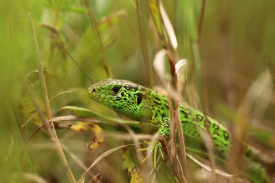 Attirée par la couleur de ce lézard en habit nuptial, j'ai pu le photographier au milieu des herbes