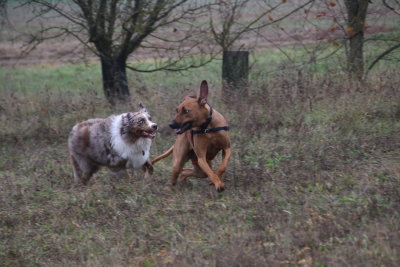 Nous aimons fôlatrer ensemble dans les champs. We like to run in the fields together.