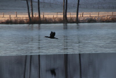 Envol d'un cormoran aux Trois Etangs